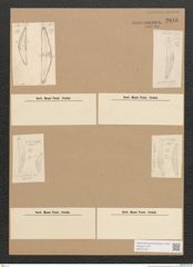 Diatomeae indet. Zeichnungen Sammlung Grunow Nr. 2846 (NHMW-BOT-W0370166)